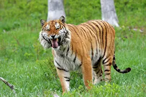 Olfactory: Siberian Tiger with Jacobson's organ, which is