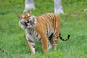 Olfactory: Siberian Tiger with Jacobson's organ, which is