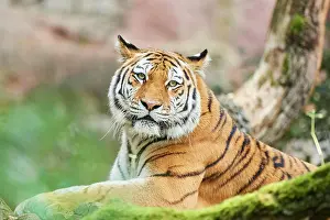 Altaica: Siberian tiger (Panthera tigris altaica), cat, captive