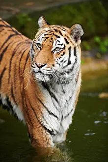 Altaica: Siberian tiger (Panthera tigris altaica), cat, captive