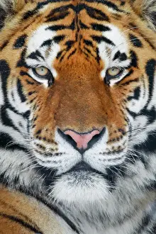 Altaica: Siberian tiger, Panthera tigris altaica