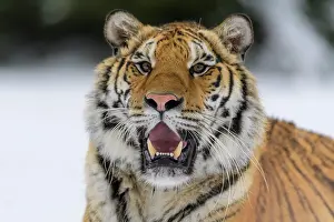 Altaica: Siberian tiger (Panthera tigris altaica), in winter portrait