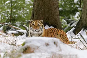 Altaica: Siberian tiger (Panthera tigris altaica), lying in snow