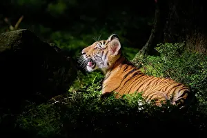 Altaica: Siberian tiger (Panthera tigris altaica), young animal lying