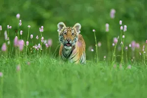 Altaica: Siberian tiger (Panthera tigris altaica), young in meadow