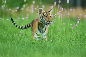 Altaica: Siberian tiger (Panthera tigris altaica), young in meadow