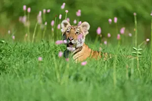 Altaica: Siberian tiger (Panthera tigris altaica), young in meadow