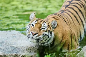 Predatory: Siberian tiger (Panthera tigris altaica) in the