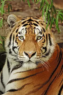 Eye Contact: Siberian tiger (Panthera tigris altaica), Amur tiger