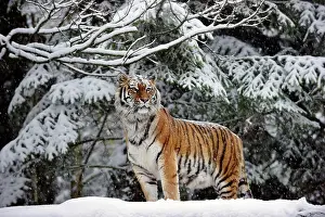 Altaica: Siberian tiger (Panthera tigris altaica), adult