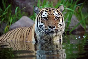 Altaica: Siberian tiger (Panthera tigris altaica), adult