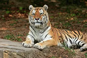 Altaica: Siberian tiger (Panthera tigris altaica), adult