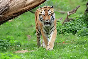 Altaica: Siberian tiger (Panthera tigris altaica), adult