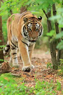 Altaica: Siberian tiger (Panthera tigris altaica), adult