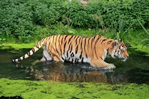 Altaica: Siberian tiger (Panthera tigris altaica), adult