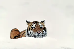 Altaica: Siberian tiger (Panthera tigris altaica), adult