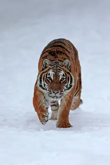 Altaica: Siberian tiger (Panthera tigris altaica), adult