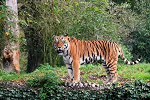 Altaica: Siberian tiger (Panthera tigris altaica), adult