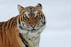 Altaica: Siberian tiger (Panthera tigris altaica), adult