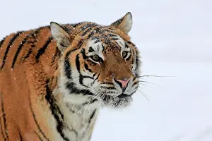 Altaica: Siberian tiger (Panthera tigris altaica), adult