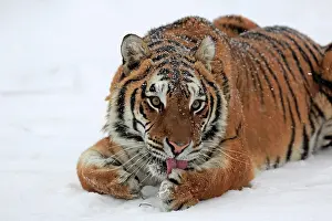 Altaica: Siberian tiger (Panthera tigris altaica), adult