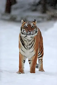 Altaica: Siberian tiger (Panthera tigris altaica), adult