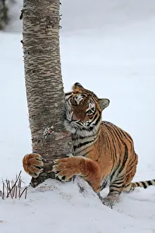 Altaica: Siberian tiger (Panthera tigris altaica), adult