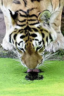 Amur: Siberian tiger (Panthera tigris altaica) or Amur