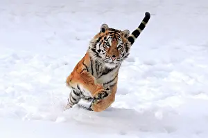 Amur: Siberian Tiger (Panthera tigris altaica), jumping