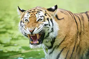 Attack: Siberian tiger (Panthera tigris altaica), portrait