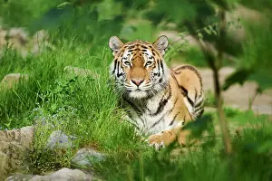 Predatory: Siberian tiger (Panthera tigris altaica), portrait
