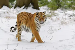 Move: Siberian tiger (Panthera tigris altaica), running