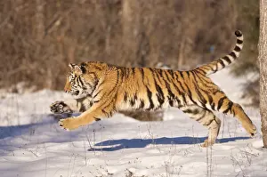 Move: Siberian tiger (Panthera tigris altaica), running