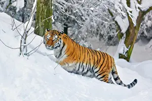 Altaica: Siberian tiger (Panthera tigris altaica), runs through