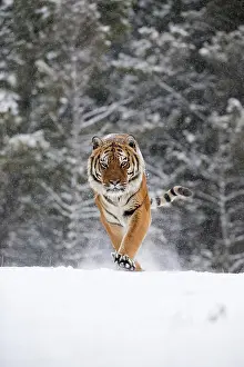 Motor: Siberian tiger (Panthera tigris altaica), Siberian