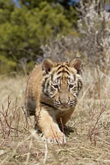Altaica: Siberian tiger (Panthera tigris altaica), Siberian