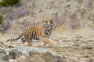Altaica: Siberian tiger (Panthera tigris altaica), Siberian