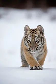 Altaica: Siberian tiger (Panthera tigris altaica), Siberian