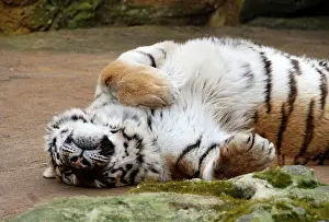 Sleep: Siberian tiger (Panthera tigris altaica), sleeping