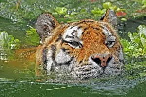 Altaica: Siberian tiger (Panthera tigris altaica), swimming
