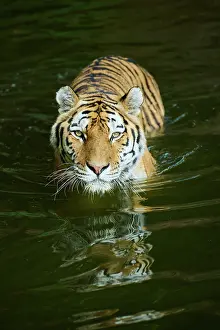 Predatory: Siberian tiger (Panthera tigris altaica) walking