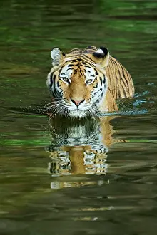 Predatory: Siberian tiger (Panthera tigris altaica) walking