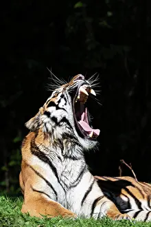 Altaica: Siberian tiger (Panthera tigris altaica), yawning