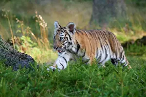 Move: Siberian tiger (Panthera tigris altaica), young