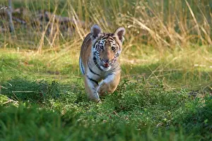 Move: Siberian tiger (Panthera tigris altaica), young