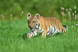 Move: Siberian tiger (Panthera tigris altaica), young