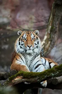 Regal: Siberian tiger (Panthera tigris tigris), Bavaria