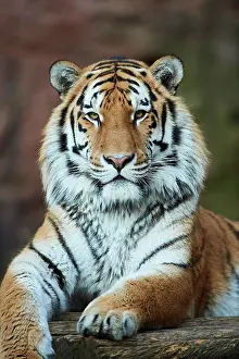 Regal: Siberian tiger (Panthera tigris tigris), Bavaria