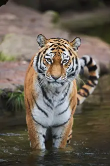 310820: Siberian tiger (Panthera tigris tigris) standing