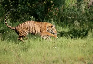 Pouncing: SIBERIAN TIGER - running / pouncing, in grass